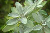 Sage-leaves
